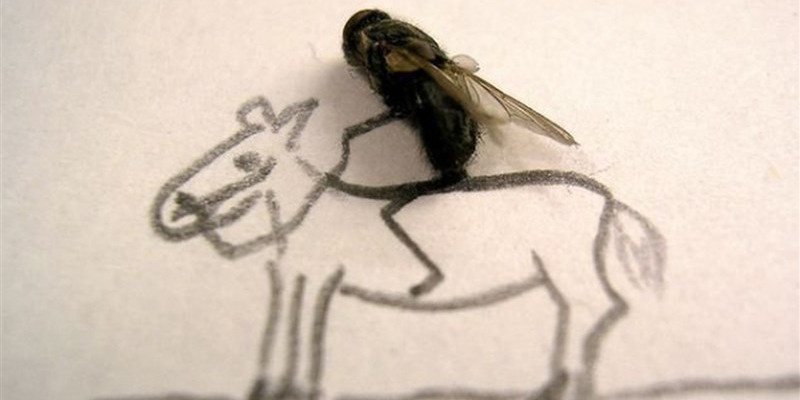 Müzikli Yazı Sinek1