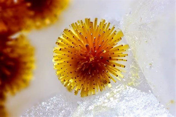 minerala4