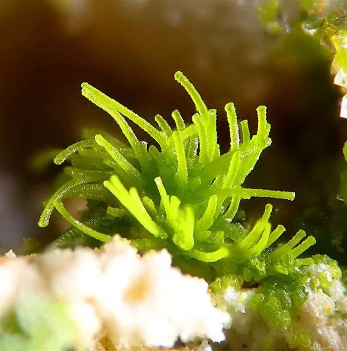 minerala9